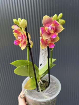 Phalaenopsis Peloric “3 Lips” | Storczyk pachnący