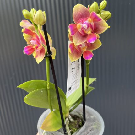 Phalaenopsis Peloric “3 Lips” | Storczyk pachnący