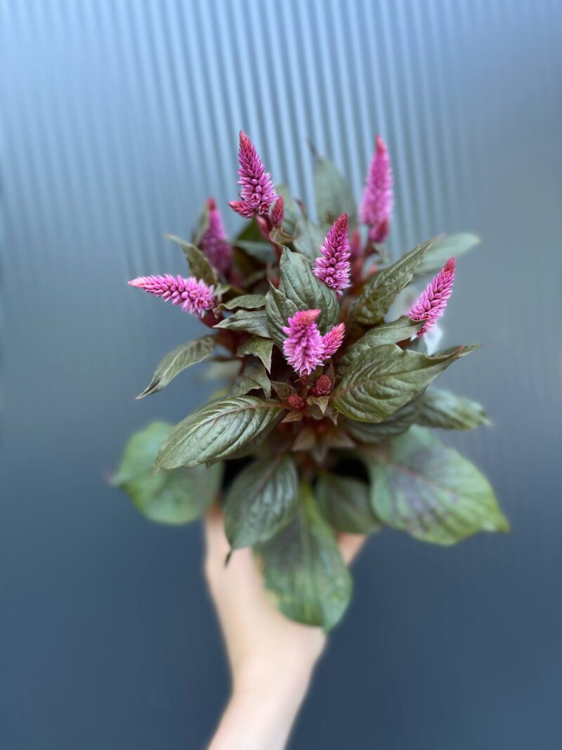 Celosia Merida Pink Celosia Merida Pink