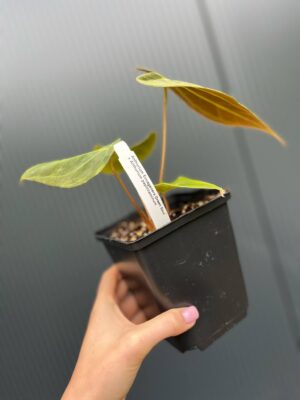 Anthurium Ecuagenera Green Soul x Anthurium Papillilaminum