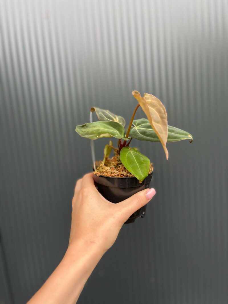 Anthurium Crystal Sky