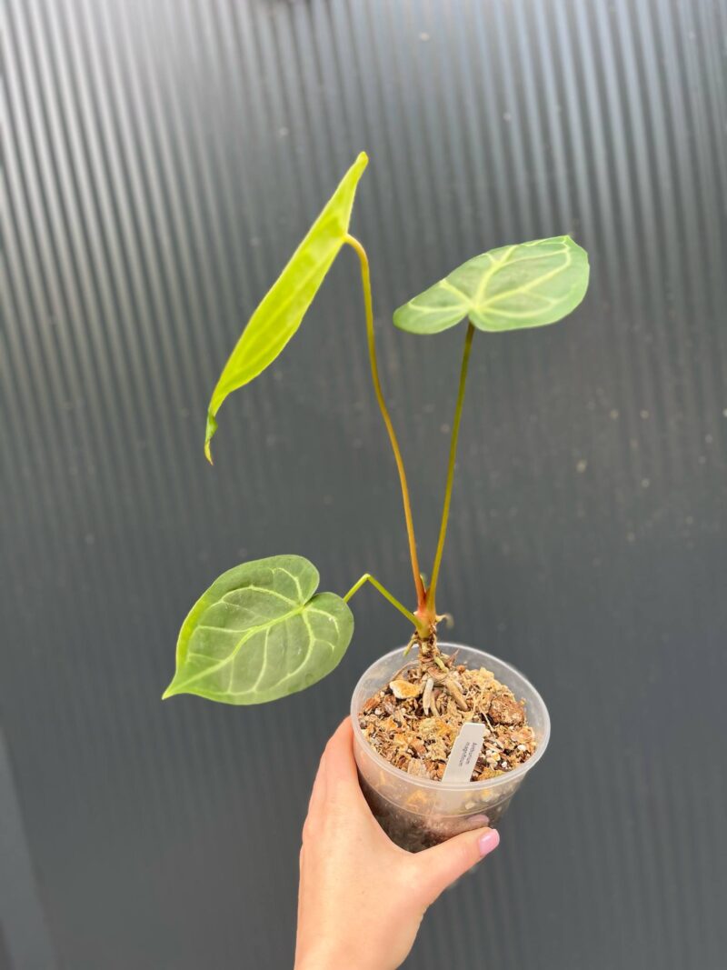 Anthurium Magnificum