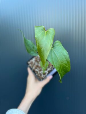 Anthurium Cuyabeno Soul x Nigrolaminum ‘Gigi’
