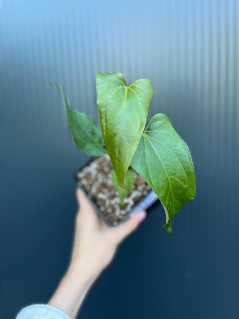 Anthurium Cuyabeno Soul x Nigrolaminum ‘Gigi’