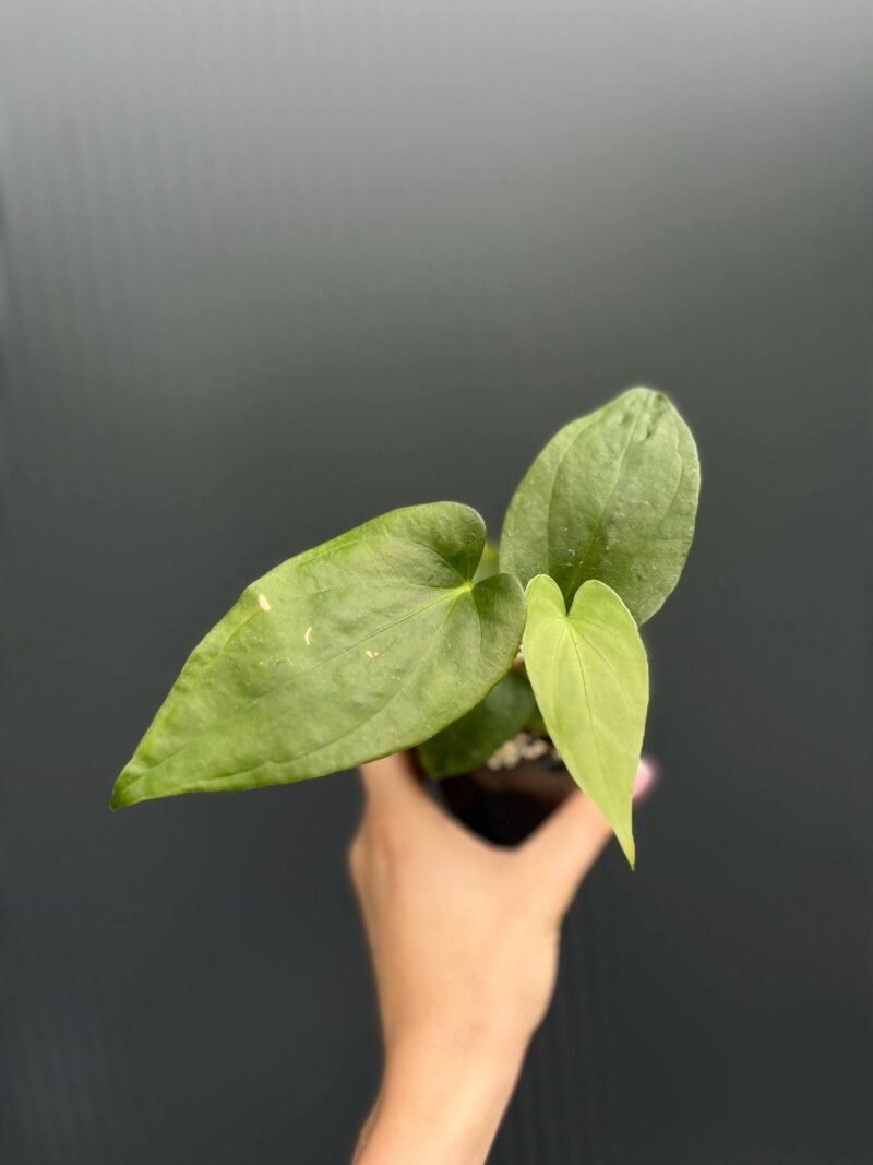 Anthurium Andean Moon x Giganteum Verde