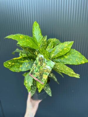 Aucuba japońska ‘Crotonifolia’