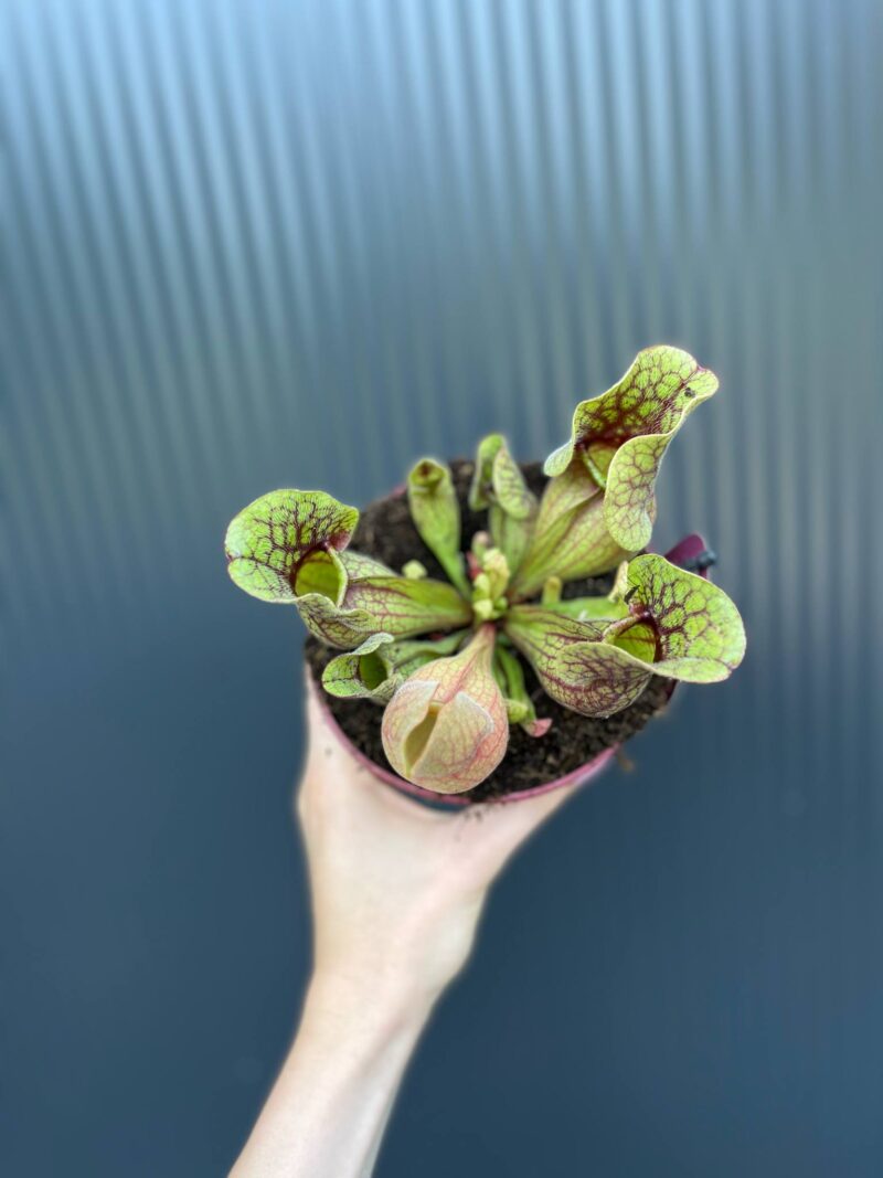 Kapturnica Sarracenia ‘Sylwia’