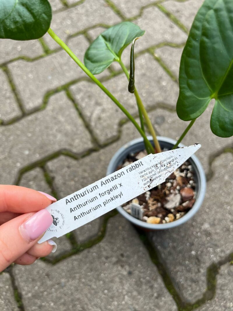 Anthurium Amazon Rabbit