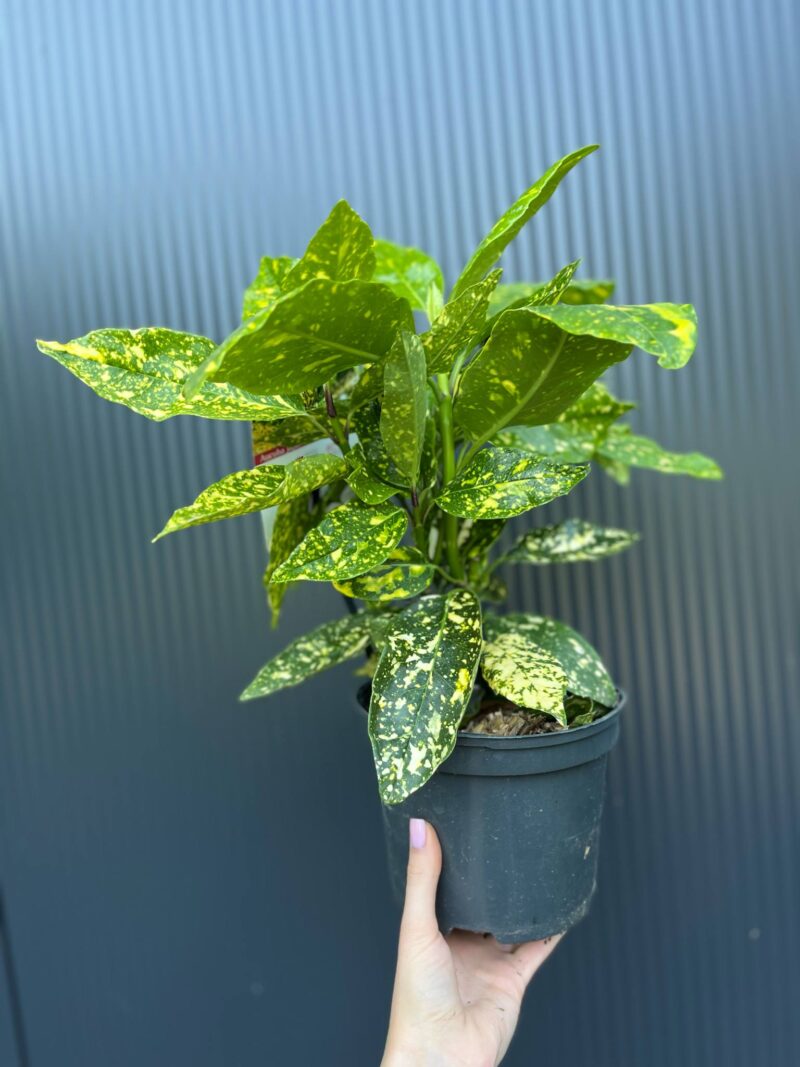 Aucuba japońska ‘Crotonifolia’