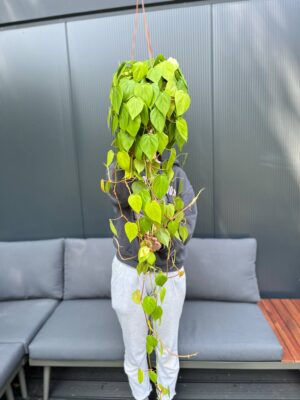 Philodendron Scandens Lemon Lime