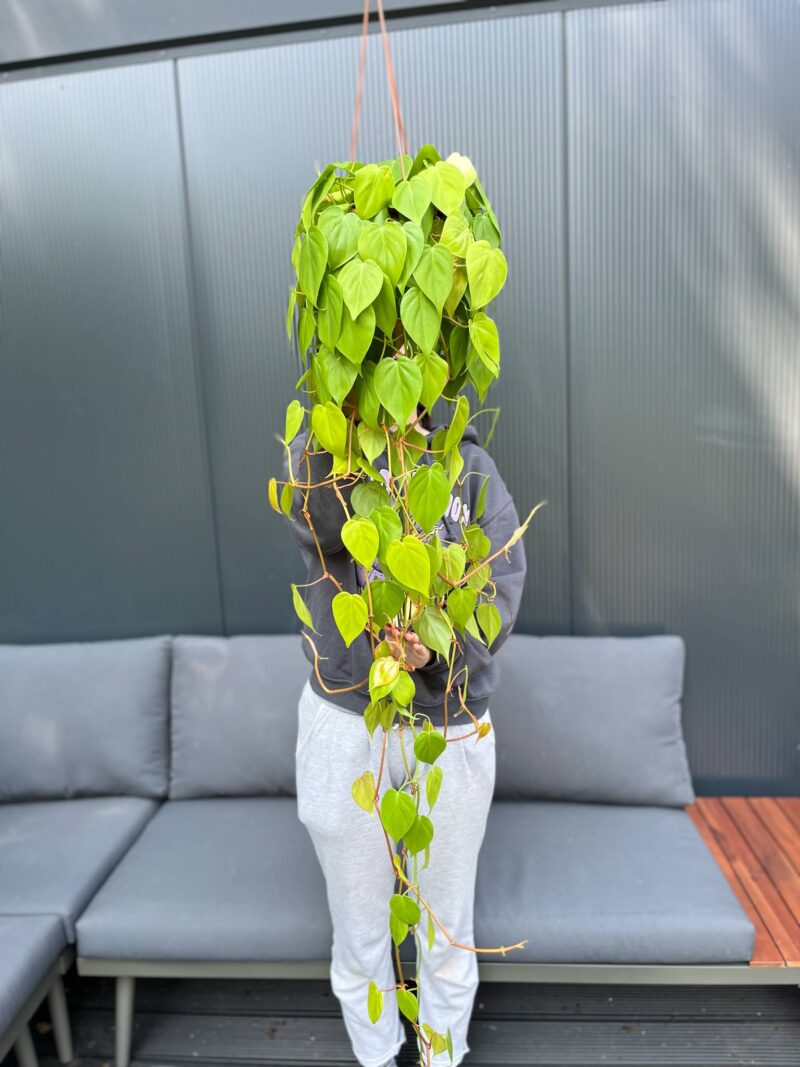 Philodendron Scandens Lemon Lime