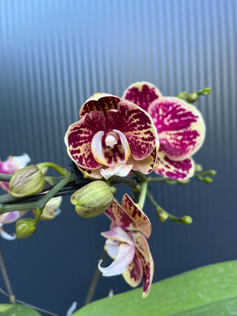 Phalaenopsis Dioro Magnifique | Storczyk