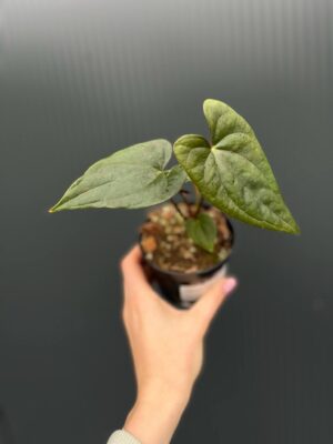 Anthurium Luxury Jungle x Papillilaminum