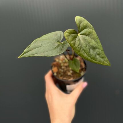 Anthurium Luxury Jungle x Papillilaminum