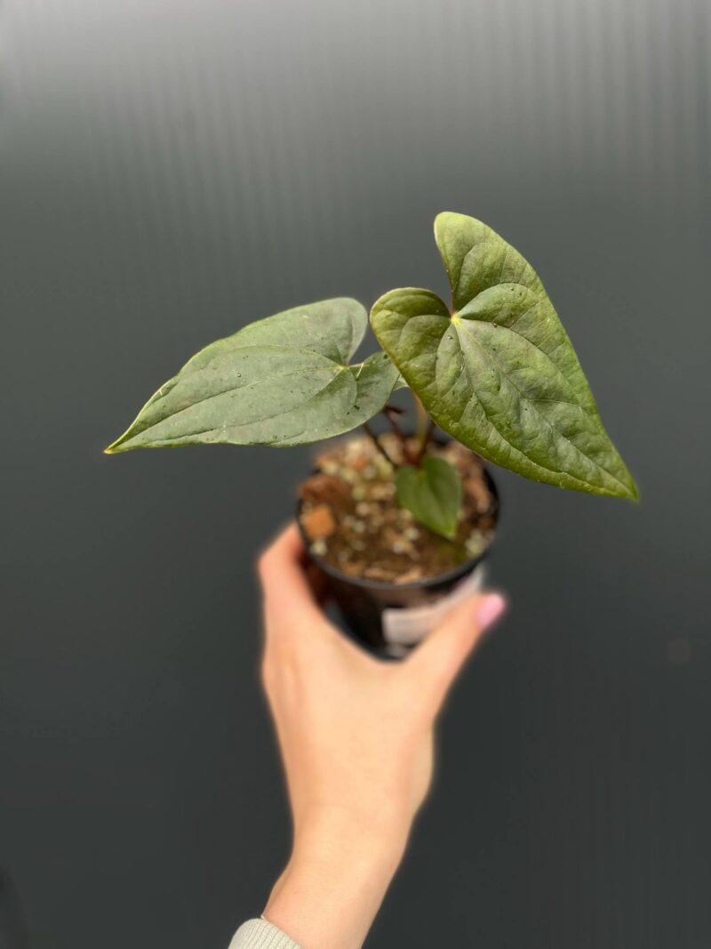 Anthurium Luxury Jungle x Papillilaminum