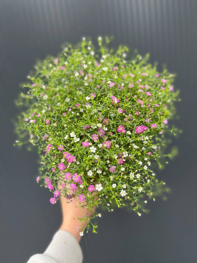 Gipsówka Gypsophila muralis ‘Gypsy’ Gipsówka Gypsophila muralis ‘Gypsy’