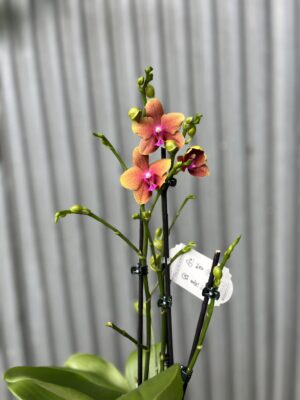 Phalaenopsis Bolgheri | Storczyk Pachnący