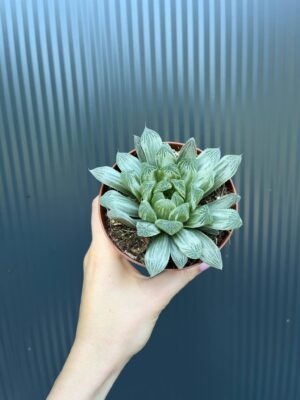 Haworthia cymbiformis