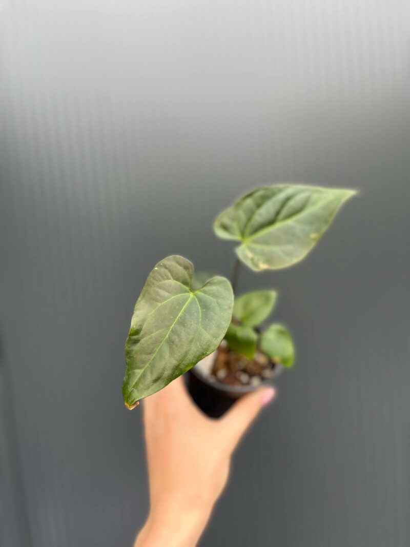 Anthurium Patrick Legendrio – Anthurium Crystal Sky × Andean Moon