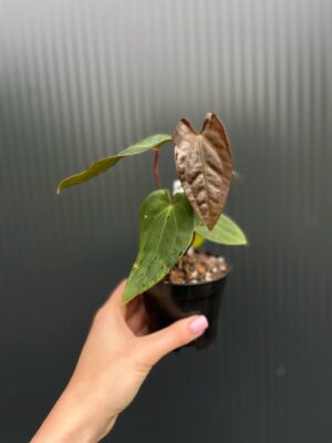 Anthurium ‘Eureka’ x Papillilaminum