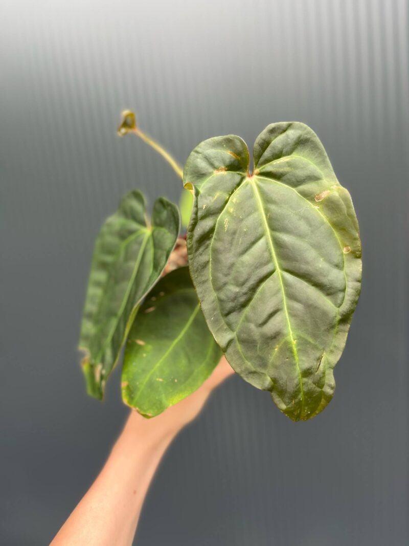 Anthurium Red Gunsal