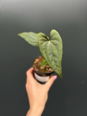 Anthurium Luxury Jungle x Papillilaminum