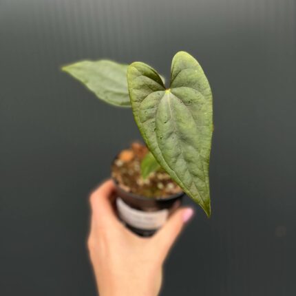 Anthurium Luxury Jungle x Papillilaminum