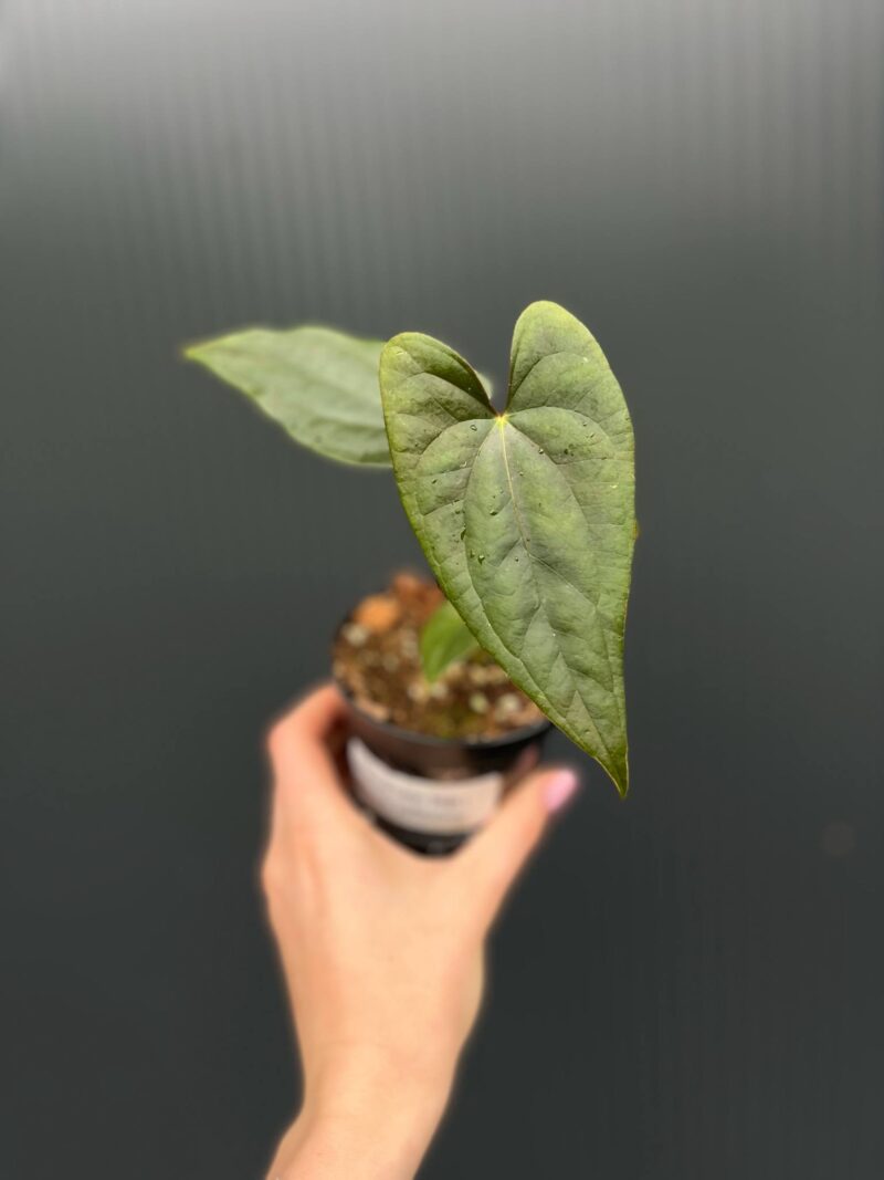 Anthurium Luxury Jungle x Papillilaminum