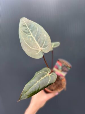Dockblock Anthurium Dark Handsome® ‘9’ x Red Velvet Cake® ’24’