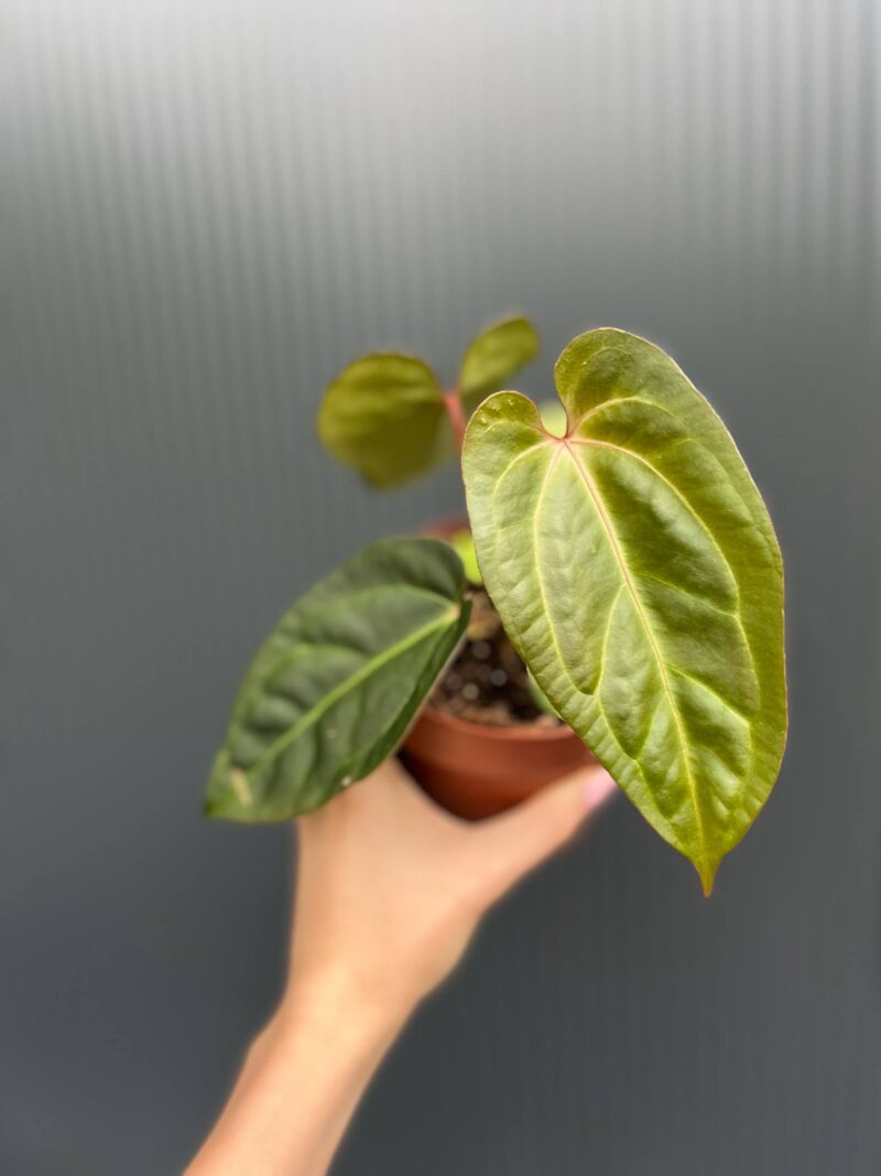 Anthurium Red Gunsal