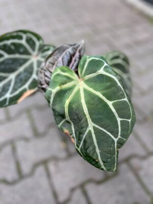 Anthurium Docblock Crystallinum Select Color ’56’ x Michelle® ‘1’