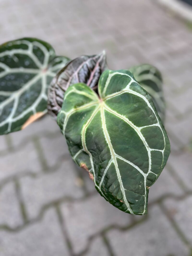 Anthurium Docblock Crystallinum Select Color ’56’ x Michelle® ‘1’
