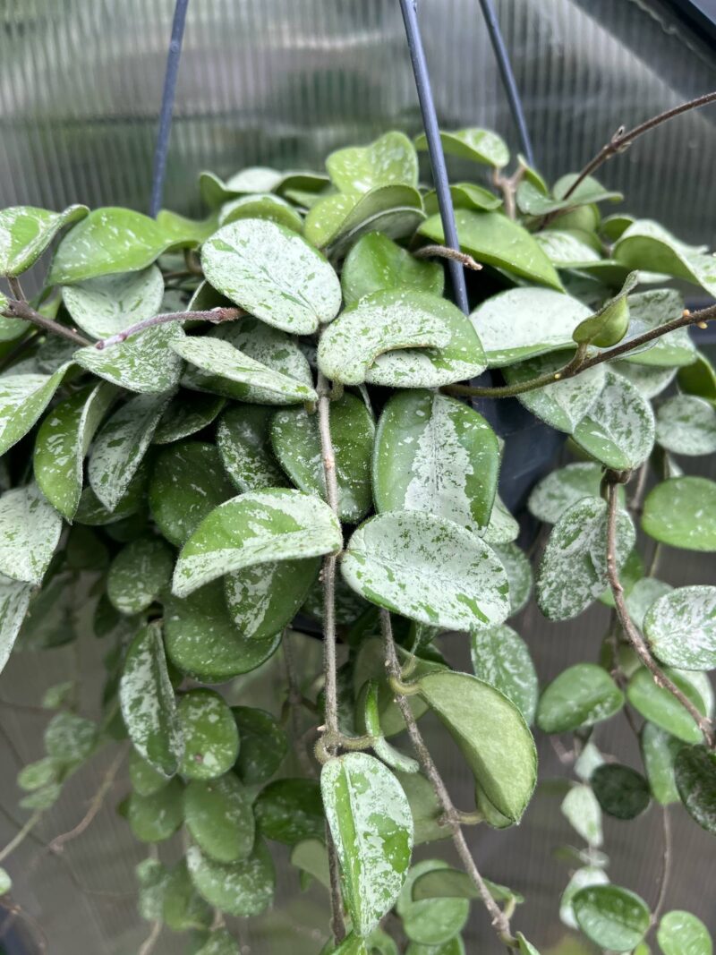 Hoya Mathilde Splash