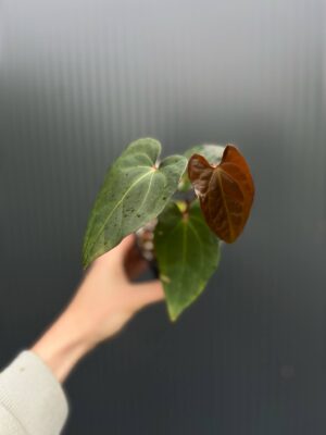 Anthurium ‘Eureka’ x Papillilaminum