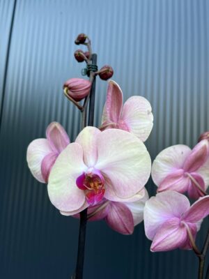 Phalaenopsis midsummer night | Storczyk