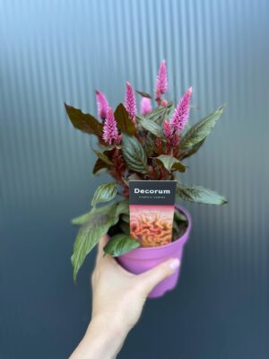 Celosia Merida Pink