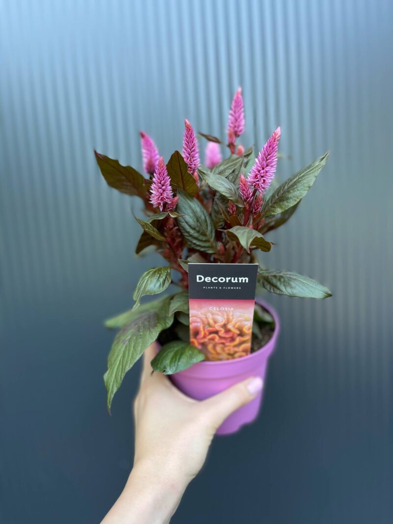 Celosia Merida Pink
