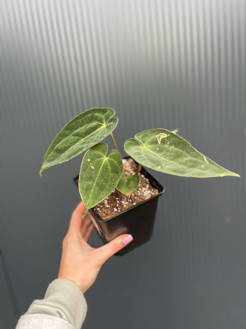 Anthurium Magnificent Girl ‘Inverse Crossing’ x  Anthurium papillilaminum