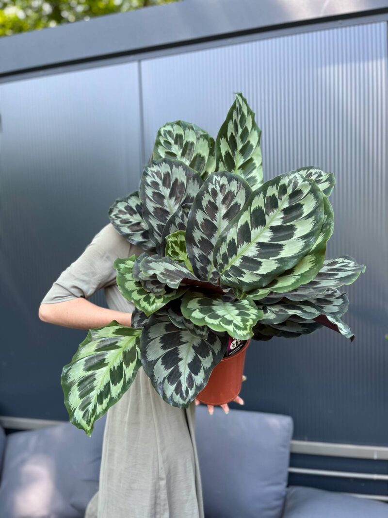 Calathea ‘Kennedy’