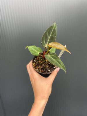 Anthurium Crystal Sky