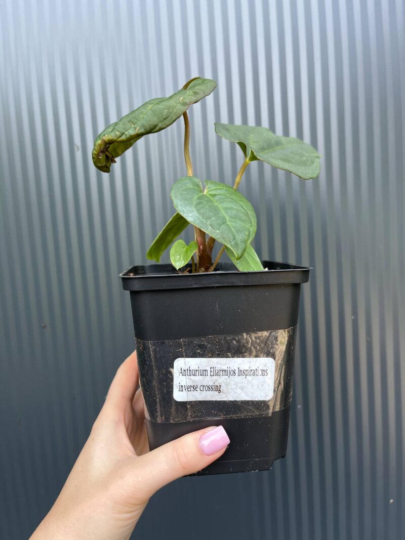 Anthurium Eliarmijos Inspirations Inverse crossing (Andean Moon x Dressleri)