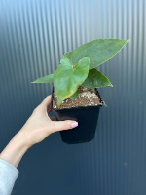 Anthurium Luis’s Mustache (Anth. papillilaminum x Anth. pinkleyii)