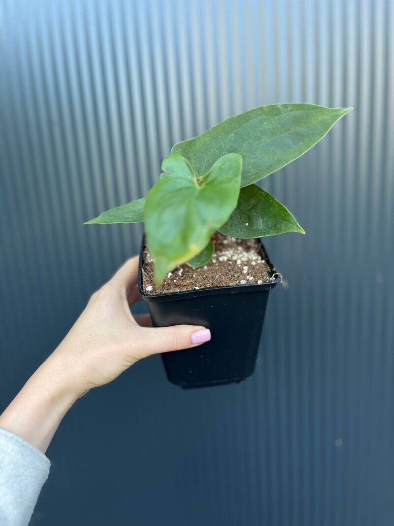 Anthurium Luis’s Mustache (Anth. papillilaminum x Anth. pinkleyii)