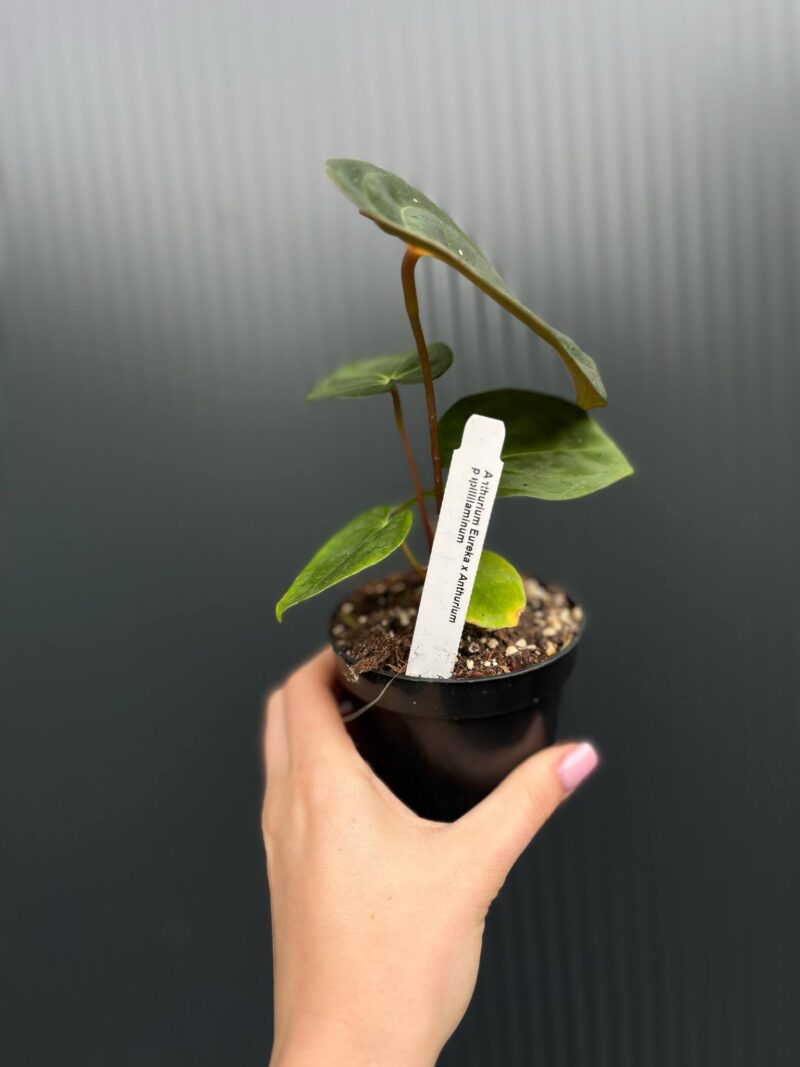 Anthurium ‘Eureka’ x Papillilaminum