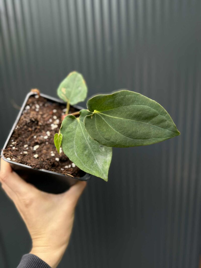 Anthurium Eureka x Dressleri