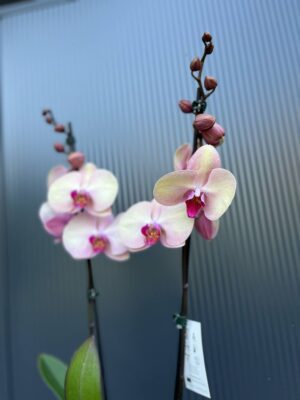 Phalaenopsis midsummer night | Storczyk