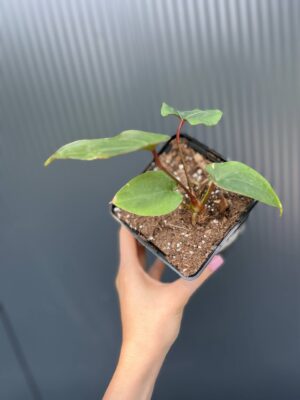 Anthurium Crystal Sky ×  Nigrolaminum ‘Gigi’