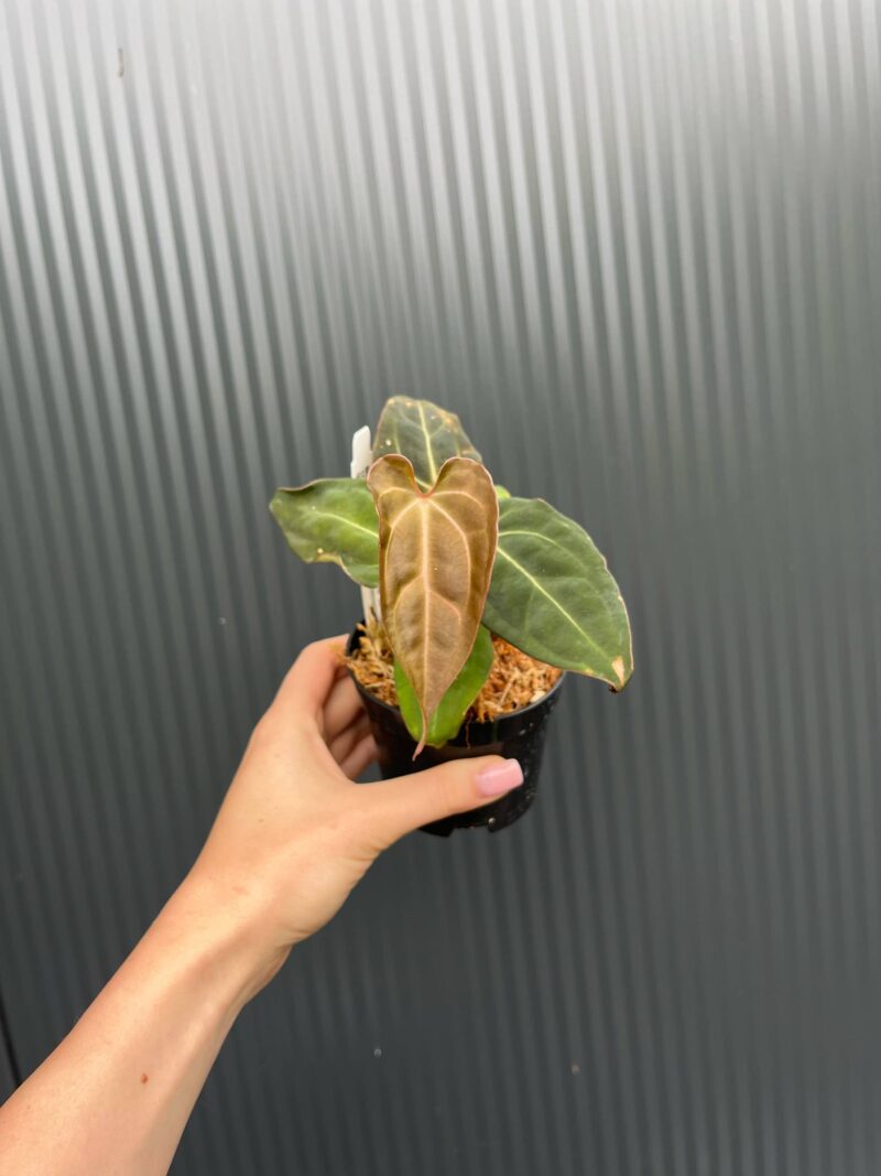 Anthurium Crystal Sky