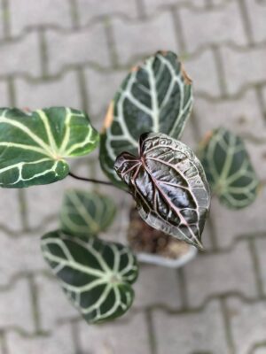 Anthurium Docblock Crystallinum Select Color ’56’ x Michelle® ‘1’