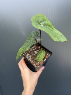 Anthurium nigrolaminum ‘Gigi’ x Anthurium Dressleri